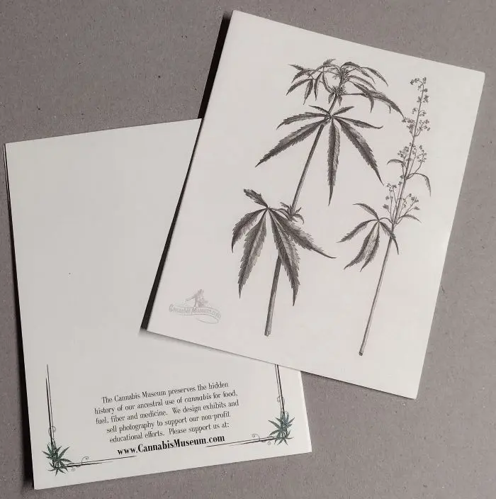 Stalk_Fiber_CannabisMuseum.webp