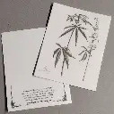 Stalk_Fiber_CannabisMuseum.webp