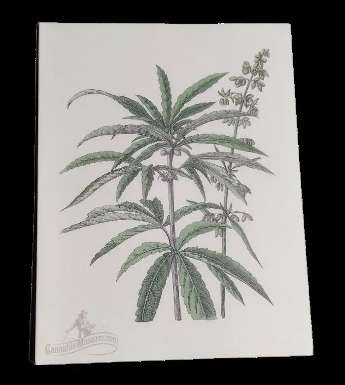 Seeding_CannabisMuseum.webp