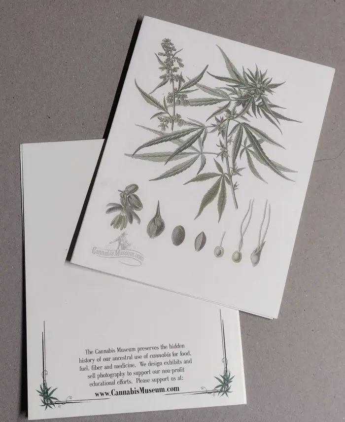Seedgrowth_CannibasMuseum.webp