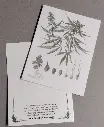 Seedgrowth_CannibasMuseum.webp