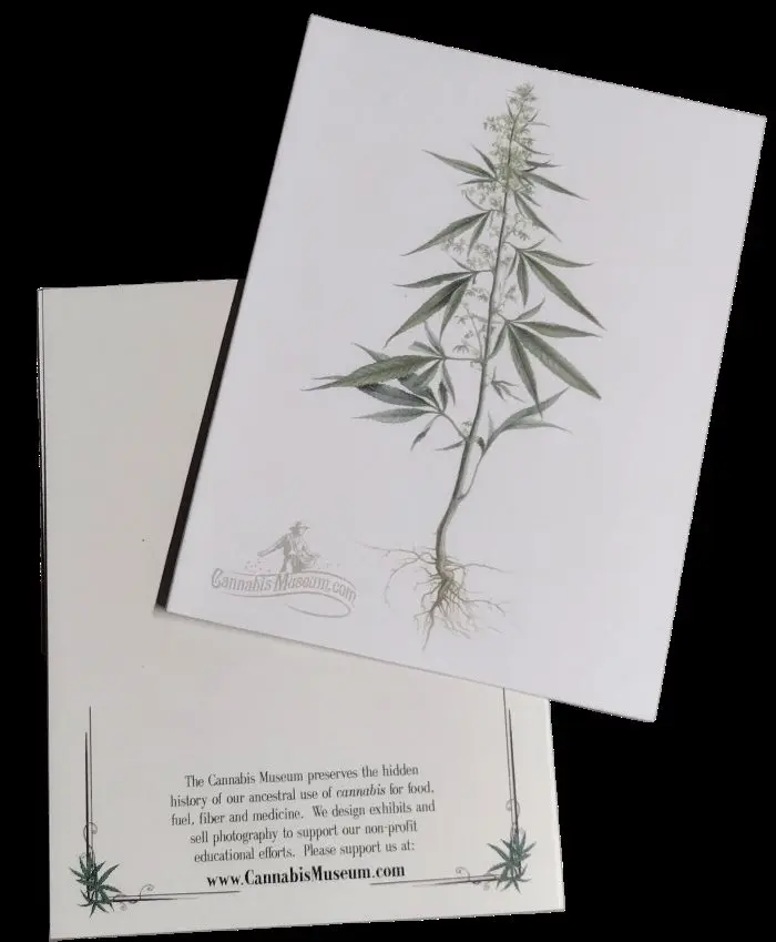 Root_CannabisMuseumCard.webp